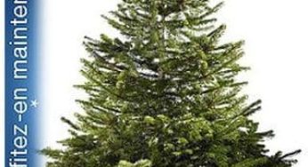 15 euros offerts sur l’achat d’un sapin de Noel chez Castorama