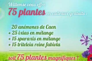 75 plantes gratuites Willemse
