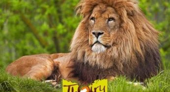 Entrée au parc zoologique de Thoiry moins chère ! 17,50 euros au lieu de 28,90 euros