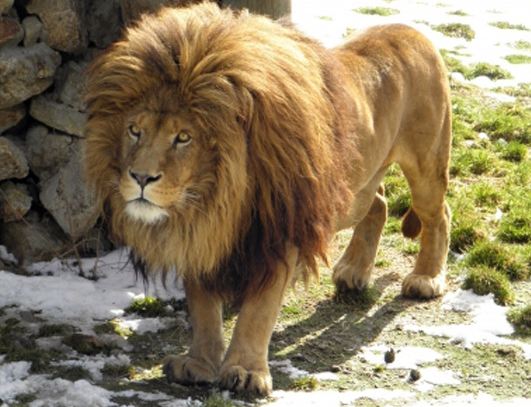 entrées pas chères pour le Parc zoologique des Monts du Livradois