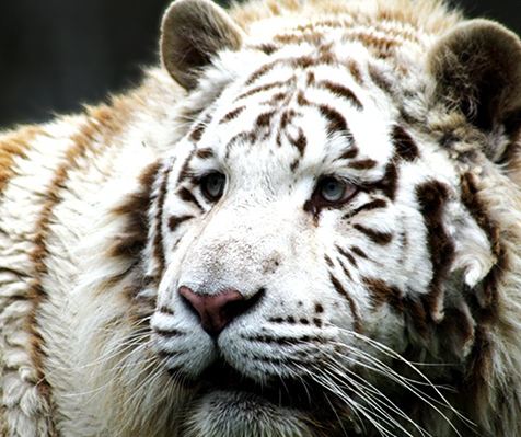 Parc zoologique des Monts du Livradois à partir de 4 euros l’entrée au lieu du double (félins, loups, singes…)