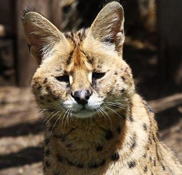 l’entrée enfant au zoo des Monts du Livradois 