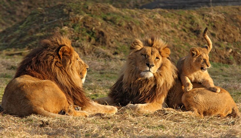 Parc Zoologique des Felins a prix reduit