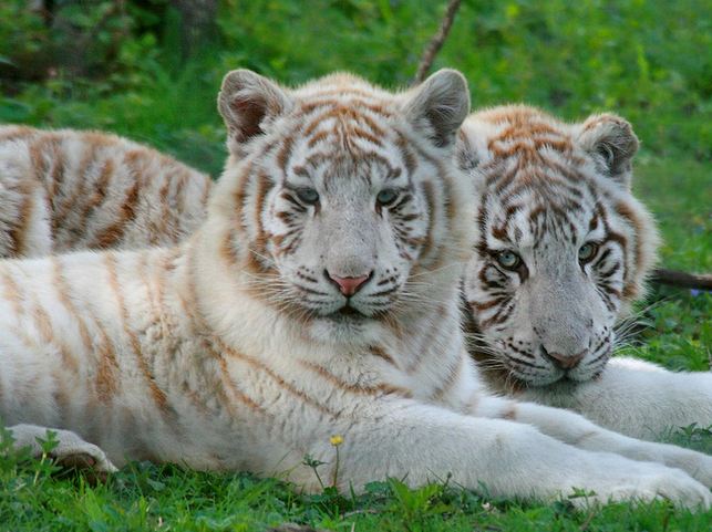 entree parc Zoologique des Felins pas chere