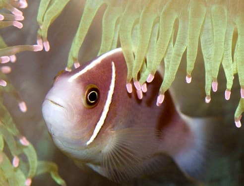 Musee Oceanographique Monaco pas cher