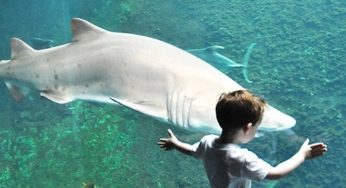 Aquarium Nausicaá de Boulogne sur Mer pas cher ! 7,90 euros enfant (au lieu de 12,90) / 13,90 euros adulte (au lieu de 18,80 euros)