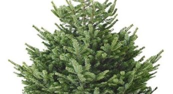Sapin de Noel Ikea 2014 qui vous revient à 4,99 euros (2 bons d’achats de 10 euros offerts)