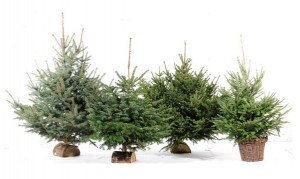 7 euros en bon d’achat pour l'achat d’un sapin de Noel Botanic