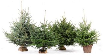 1 sapin de Noël 2014 acheté et ramené chez Botanic = 7 euros en bon d’achat