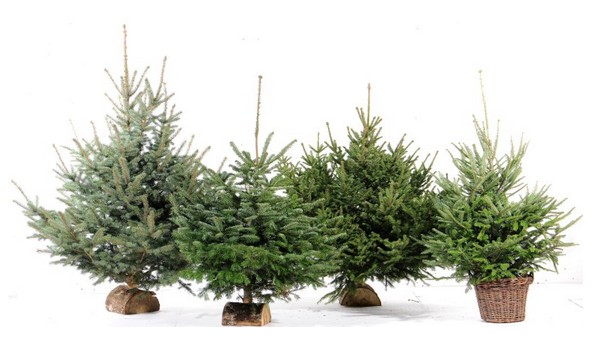 7 euros en bon d’achat pour l'achat d’un sapin de Noel Botanic