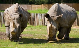 Zoo Parc Thoiry pas cher