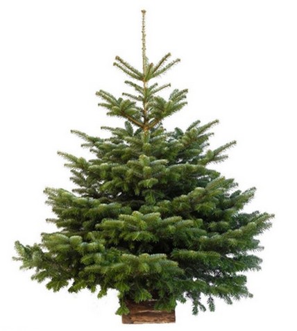 sapin Nordmann Jardiland 10 euros 2014