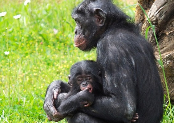 Entree pour la Vallee des Singes