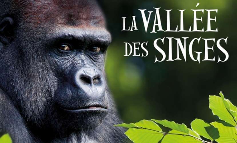 Entrée pour la Vallée des Singes pas chère : dès 7 euros (jusqu’à fin mars)