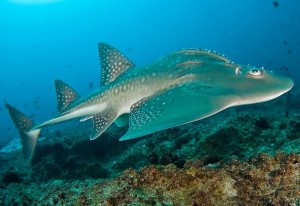 entree pour l’aquarium de Lyon pas chere