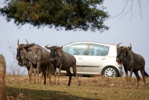 Billet Safari de Peaugres