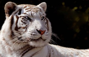 Touroparc Zoo pas cher 