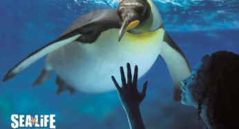 Entrée Aquarium SEA LIFE Paris moins chère : 14,5 euros tarif unique