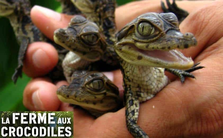 Billet d’entrée Parc La Ferme aux Crocodiles pas cher ! à partir de seulement 8,99€