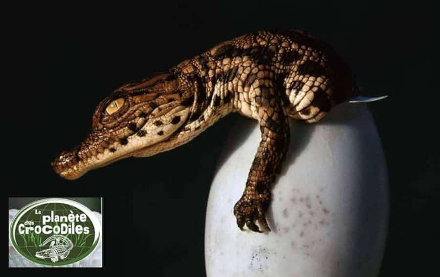 Billet d’entrée La Planète des Crocodiles pas cher ! à partir de seulement 5€