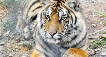 Parc Zoologique de Fréjus pas cher ! 9,9€ enfant / 11,9€ adulte (au lieu de 12€/ 18€)