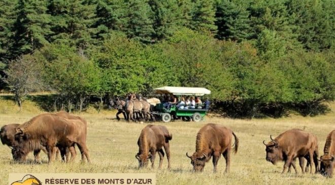 Safari dans la réserve Biologique des Monts d'Azur pas cher