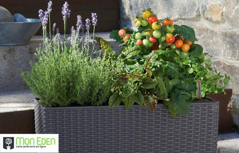 Bon d’achat jardinerie en ligne Mon Eden : 40€ d’achat au prix de 20€ (promo inclus)
