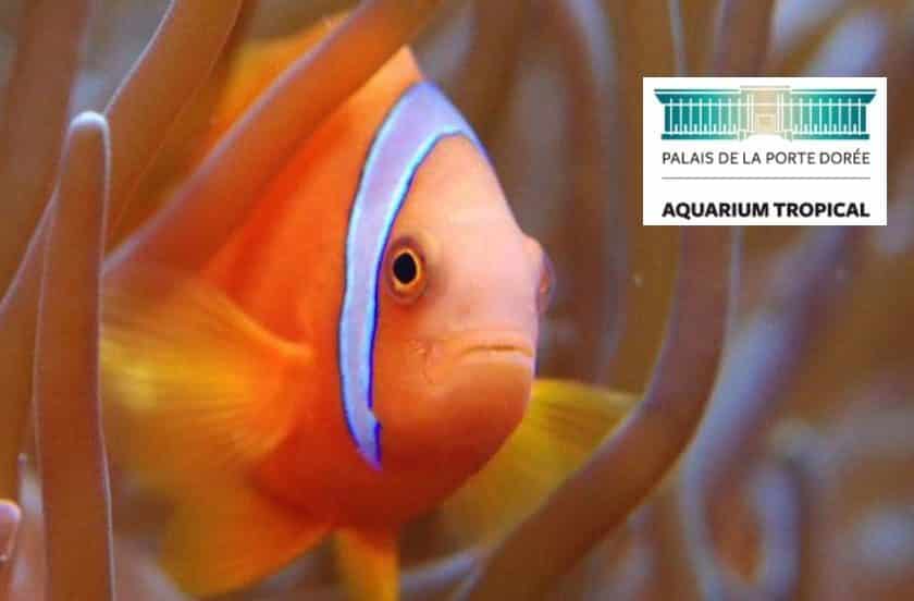 Aquarium Palais de la Porte Dorée pas cher