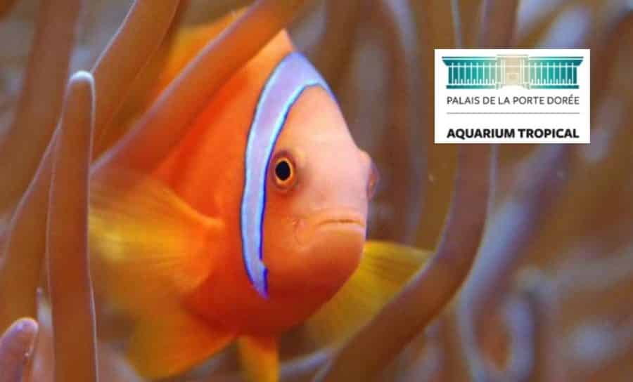 Aquarium Palais de la Porte Dorée pas cher : 5,5€ le billet d’entrée, 12,5€ famille…
