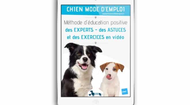 -50% sur Chien Mode d'Emploi