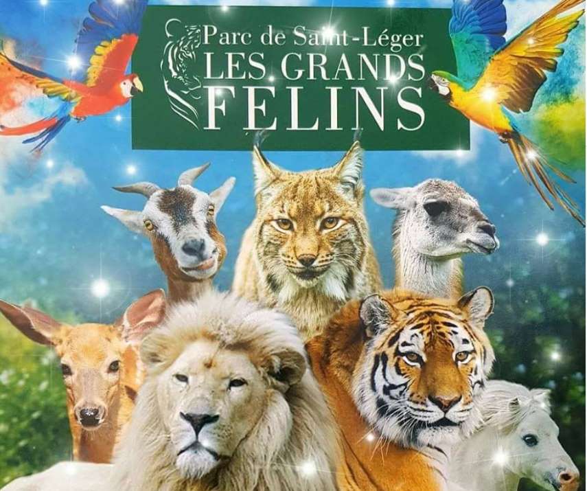 Entrée + spectacle + activités au Parc Les Grands Félins de Saint-Léger à seulement 13€ 🐅