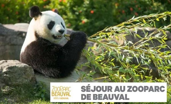 Bon Plan Séjour Zooparc De Beauval Entrée + Nuit Les Pagodes De Beauval