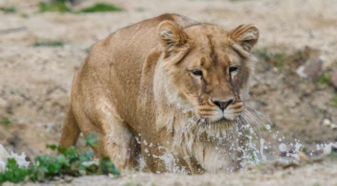 Enquête pour enfant au zoo du parc de la Tête d’Or de Lyon