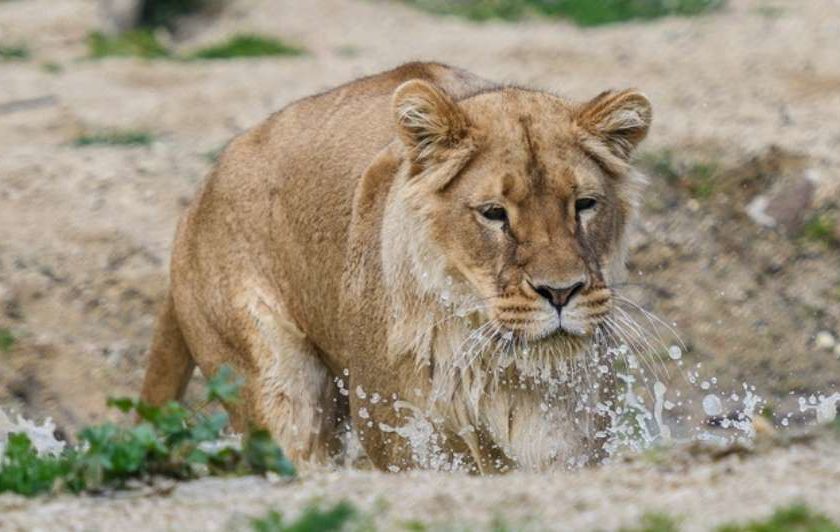 Enquête pour enfant au zoo du parc de la Tête d’Or de Lyon