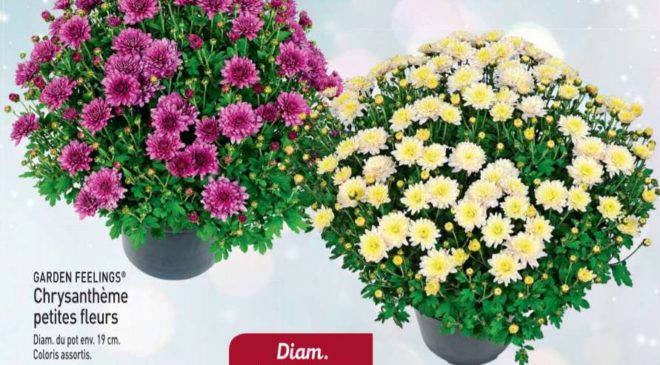 3,29€ Chrysanthème environ 45cm chez Aldi