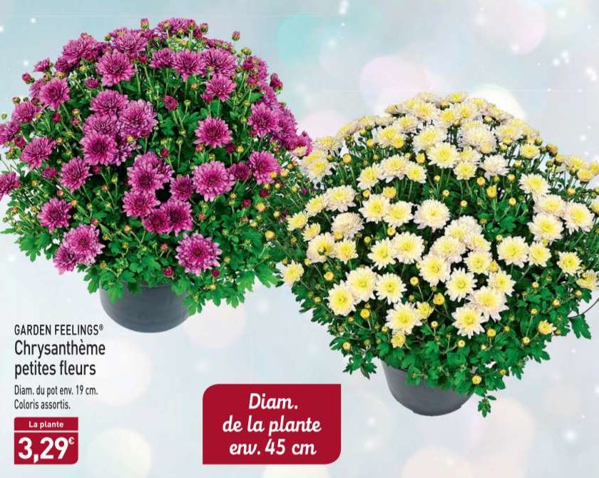 3,29€ Chrysanthème environ 45cm chez Aldi