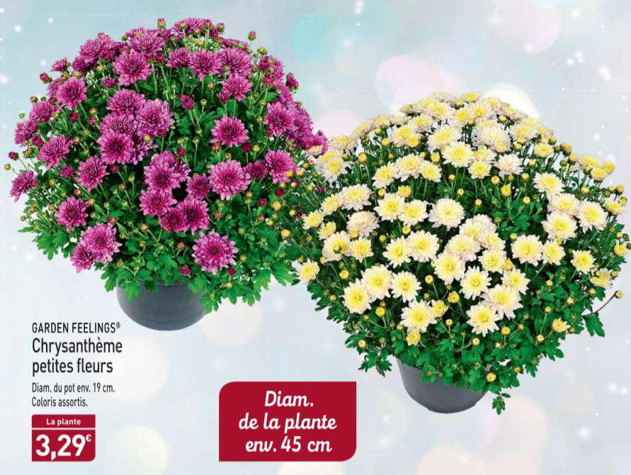 Le moins cher 3,29€ Chrysanthème environ 45cm chez Aldi à partir de mercredi 17 octobre (1,79€ le petit chez Lidl)