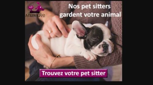 Animaute la plateforme pour la garde d'animaux, promenades ou visites d’animaux