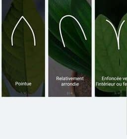 reconnaissance des feuilles Flower Care Plant Monitor Bluetooth Vistefly 