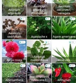 reconnaissance des feuilles Flower Care Plant Monitor Bluetooth Vistefly 