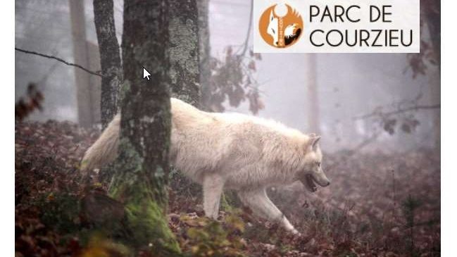 Balade découverte des loups pendant les vacances de Noel dans le Parc Animalier de Courzieu