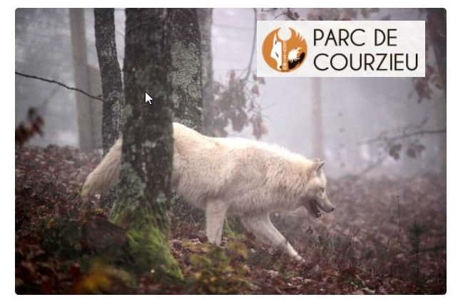 Balade découverte des loups pendant les vacances dans le Parc Animalier de Courzieu pour seulement 4€ (vacances de février et week-ends de Mars)