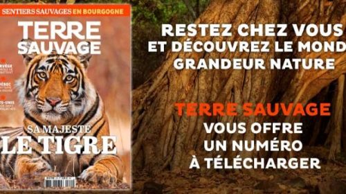 Téléchargez Gratuitement Un Numéro Du Magazine Terre Sauvage