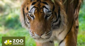 Visitez le Zoo Amnéville moins cher avec des billets à tarifs réduits
