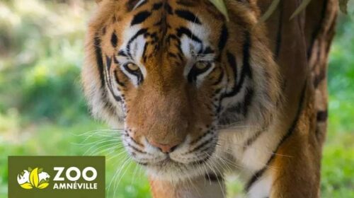Visitez le Zoo Amnéville moins cher avec des billets à tarifs réduits (dés 23,50€)