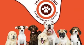 20% de remise sur Toutouland même promotion + livraison gratuite (accessoires pour chien)🐶