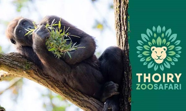 Parc Zoologique de Thoiry pas cher ! 21,90 euros au lieu de 32 euros