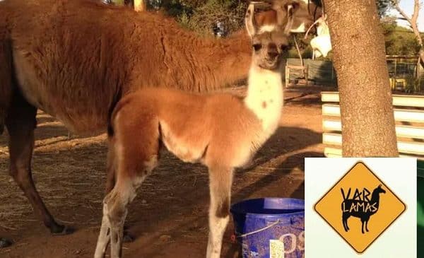 Visite du centre d’élevage Var Lamas moins cher