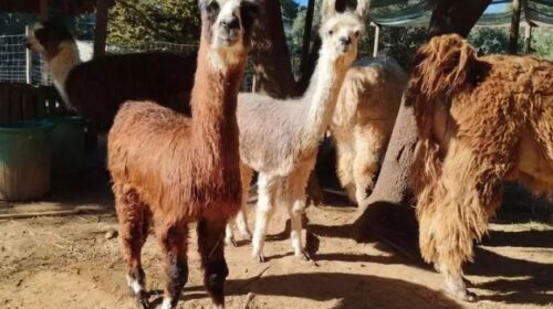 Visite du centre d’élevage Var Lamas moins cher (Six-Fours-les-Plages) : 12€