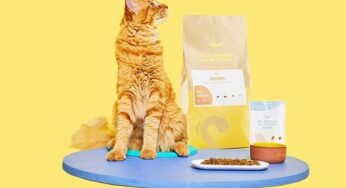 50% de remise sur votre première commande de menu personnalisé pour chats Caats 🐱